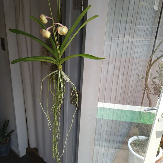 バンダ