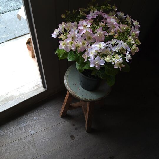 紫陽花