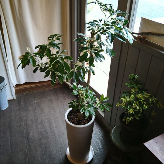 観葉植物