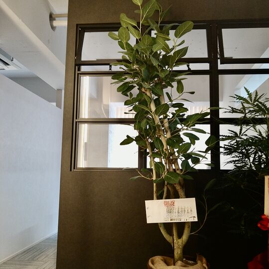 観葉植物フィカス・ベンガレンシス