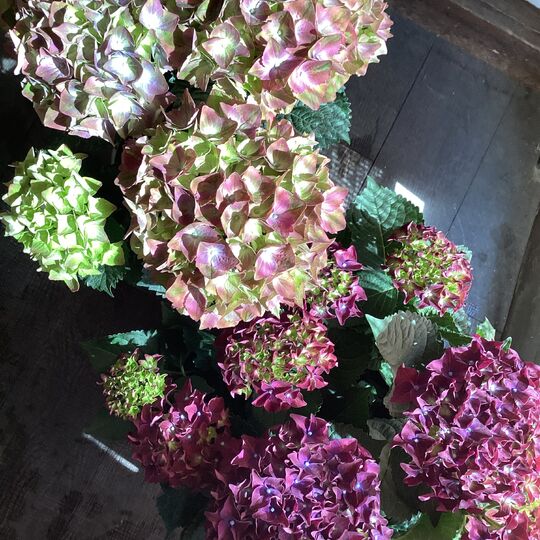 紫陽花　クリムゾンとチョコラティート