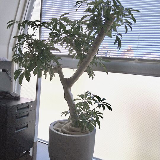 観葉植物　シェフレラ