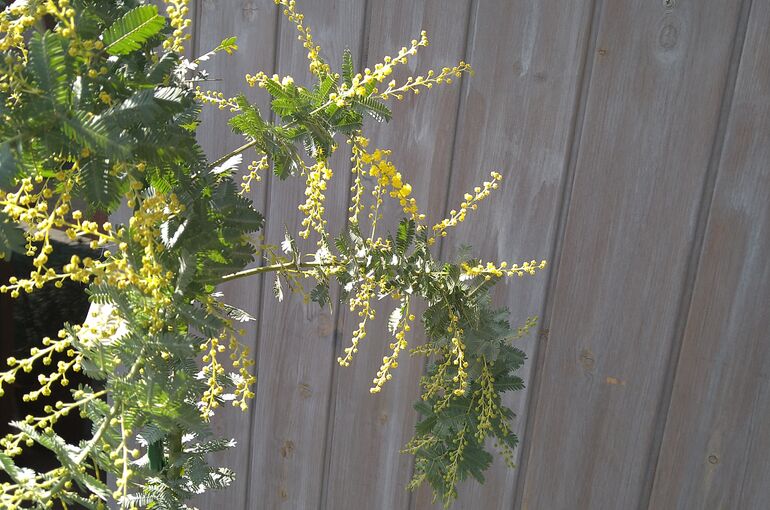 ミモザアカシアの花