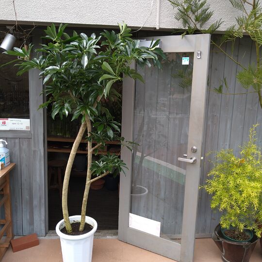 観葉植物 シェフレラ