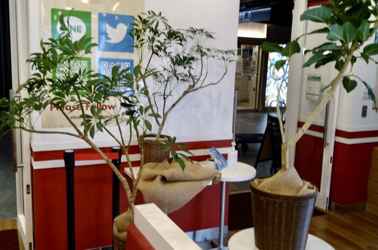 観葉植物