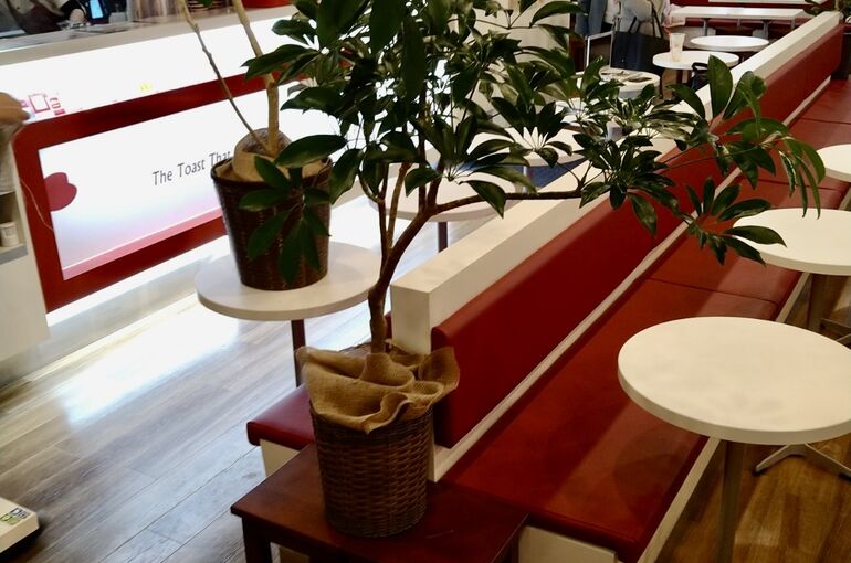 観葉植物