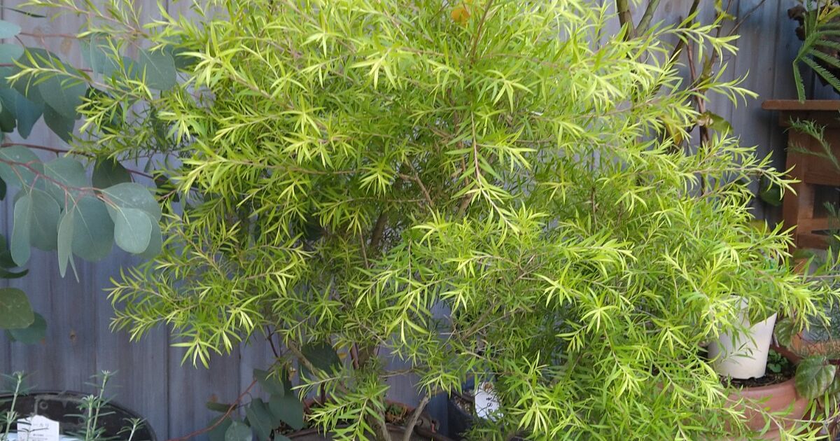 メラレウカ・レボリューションゴールド | 営業時間や花の詳細をブログ